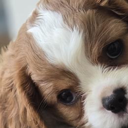 Cavalier King Charles Spaniels from Oxford Cavaliers