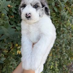 Damon - Merle male Whoodle puppy in Gilbert, Arizona from Gilbert Bernedoodles & Whoodles