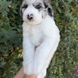 Damon - Merle male Whoodle puppy in Gilbert, Arizona from Gilbert Bernedoodles & Whoodles