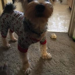 Assorted Doodle Crosses, Double Doodle, Maltipoo, Morkie, and Yorkipoo Puppies from Danza Bolo