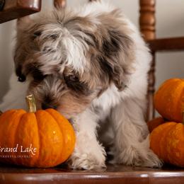 Sweet Dumpling - Merle female Schnoodle puppy in Grove, Oklahoma from Grand Lake Poodles & Doodles