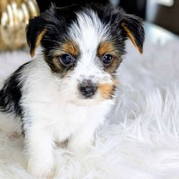 Girl 1 - Yorkshire Terrier puppy from Pup Moi Furrever Pets