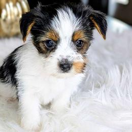Girl 1 - Yorkshire Terrier puppy from Pup Moi Furrever Pets