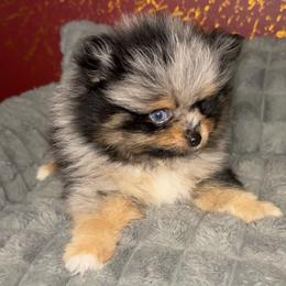 Zuko - Blue merle male Pomeranian puppy in Los Angeles, California from AMAYSING Pups
