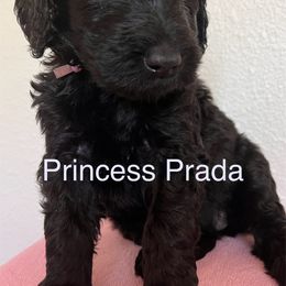 Schnoodle Puppies from Gooch Canines (Giant Schnoodles)