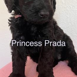 Schnoodle Puppies from Gooch Canines (Giant Schnoodles)