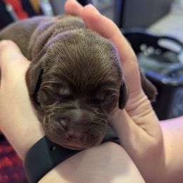 Labrador Retriever Puppies from Starfire Labradors