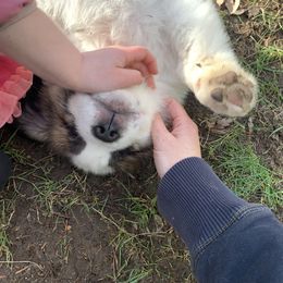 Saint Bernard Puppies from Sara’s Saint Bernards