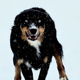 Ace - Miniature Australian Shepherd