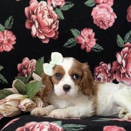Taylor Swift - Blenheim female Cavalier King Charles Spaniel puppy in San Jose, California from Alpine Breeze Cavaliers