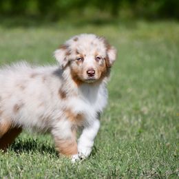 Australian Shepherd Puppies from Black Cow Kennels
