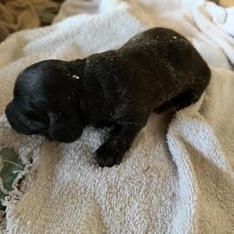 Judy Hopps - Black female Dachshund puppy in Pearce, Arizona from Katy West Weenies