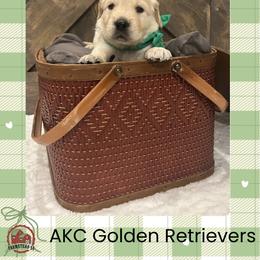 Mr. Green - Golden male Golden Retriever puppy in Blue Springs, Missouri from Farmstead 51