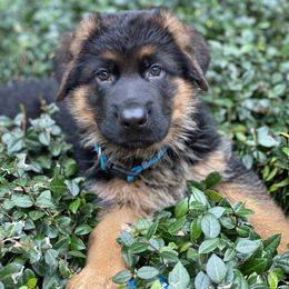German Shepherd Puppies from Haus Vinzant Kennel