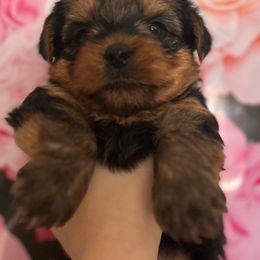 Rascal - Tan Yorkshire Terrier puppy in Junction City, Ohio from On The Edge Of A Dream Yorkies