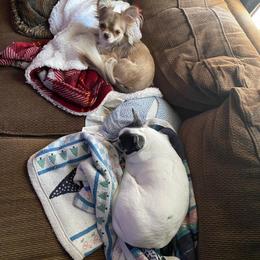 Chihuahua Puppies from Chilove Chihuahuas
