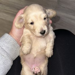 Pearl - Cream female Dachshund puppy in Mascot, Tennessee from Magnolia Pearl Dachshunds