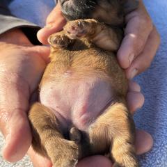 Goldie - Brindle female Shorkie puppy in Escondido, California from Yorkies of Escondido