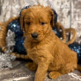 Russet - Red  male Goldendoodle puppy in Rockville, Minnesota from Bracha Poodles & Doodles