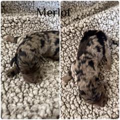 Merlot - Blue merle male Bordoodle puppy in Republic, Missouri from Holland Hilltop Farm