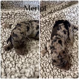 Merlot - Blue merle male Bordoodle puppy in Republic, Missouri from Holland Hilltop Farm