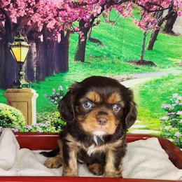 Elle - Chocolate female Cavalier King Charles Spaniel puppy in Marshfield, Missouri from Clearview Kennels