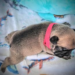 French Bulldog Puppies from Great White French Bulldogs