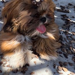 Shih Tzu Puppies from Majestic M Shihtzu’s