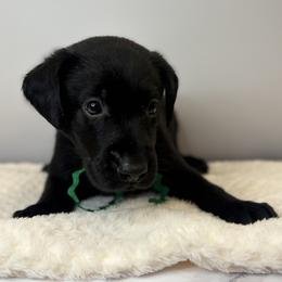Green Collar Black Male - Black female Labrador Retriever puppy in Gainesville, Georgia from Rucker Retrievers