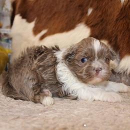 Lavender and white boy - Liver and white male Shihpoo puppy in Newark, Ohio from Gemini Kennels