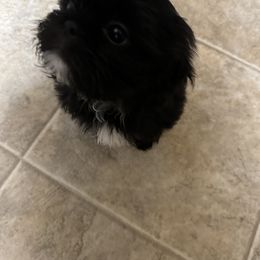 Shih Tzu Puppies from Shih Bears