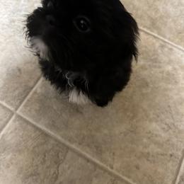 Shih Tzu Puppies from Shih Bears