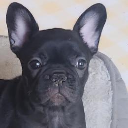 Girl 2 - female French Bulldog puppy in Newtown, Connecticut from Lakewinds Collies & Bulldogs (English & French)