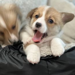 KitKat - Sable Pembroke Welsh Corgi puppy in Sparta, New Jersey from CrestCottage Corgis