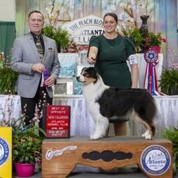 Australian Shepherds and Belgian Malinois from Rock 'n Wool Aussies & Malinois