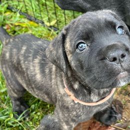 Richie - Cane Corso puppy from Reverence Cane Corso