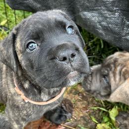 Richie - Cane Corso puppy from Reverence Cane Corso