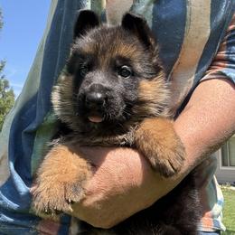 Available girl from Riviera and Paik (Red Collar) - Black and red female German Shepherd puppy in Galt, California from At Redwood Runs