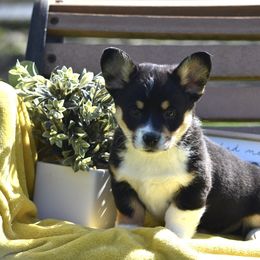 American Corgi and Pembroke Welsh Corgi Puppies from Abundant Joy Corgis