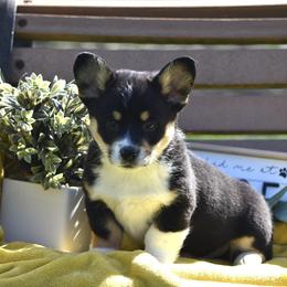 American Corgi and Pembroke Welsh Corgi Puppies from Abundant Joy Corgis