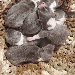 American Corgi and Pembroke Welsh Corgi Puppies from Sunray Ranch