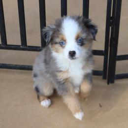 Small Toy Blue Merle Female - Blue merle female Toy Australian Shepherd puppy in Leighton, Alabama from Isbell Land & Livestock, LLC
