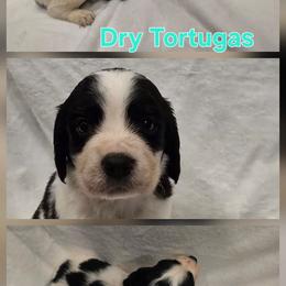 Dry Tortugas - White and black male English Springer Spaniel puppy in Palisade, Colorado from Bigfoot's Kennel