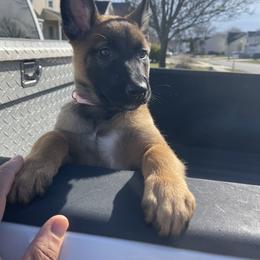Belgian Malinois from Ever Loyal K9 Training