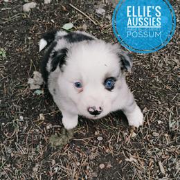 Possum - Blue merle male Miniature Australian Shepherd puppy in Kettle Falls, Washington from Ellie's Miniature Australian Shepherds