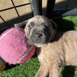Cane Corso and Lowchen Puppies from High Royal Kennel