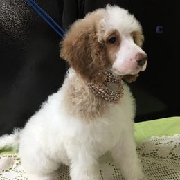 Poodles from Oak Acres