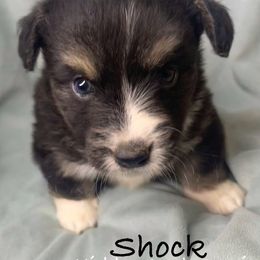 Shock - Black and white male American Corgi puppy in Grants Pass, Oregon from KnR Antler Dogs