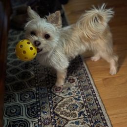 Morkie Puppies from My Precious Pups