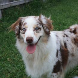 Shiloh - Red merle female Australian Shepherd puppy in Richmond, Texas from Big Zen Aussies